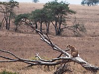 Wild Leeuwin wacht